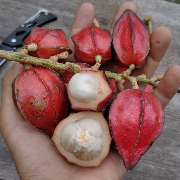 Buah khas Kalimantan, Belimbing Merah (Foto: Instagram/Anassarully) Buah khas Kalimantan, Belimbing Merah (Foto: Instagram/Anassarully)