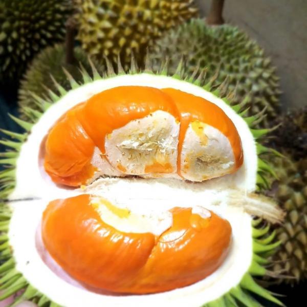 Buah khas Kalimantan, Buah Lahung (Foto: Instagram/ Exotic Borneo) Buah khas Kalimantan, Buah Lahung (Foto: Instagram/ Exotic Borneo)