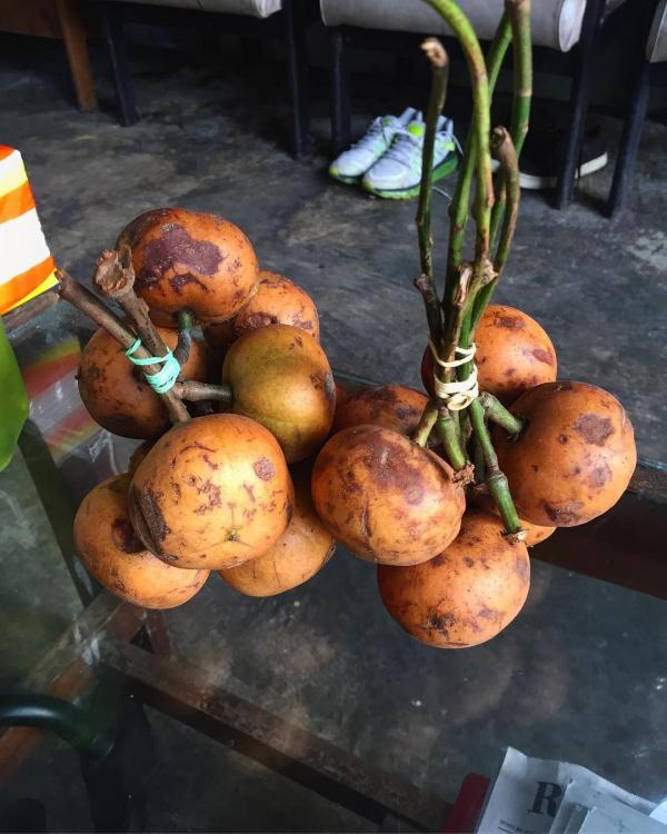 Buah khas Kalimantan, Buah Kapul (Foto: Instagram/Heroe3 De Marco) Buah khas Kalimantan, Buah Kapul (Foto: Instagram/Heroe3 De Marco)