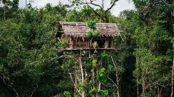 Posisi tempat tinggal tidak biasa di Indonesia, Rumah tinggi Suku Korowai di Papua. (Foto : Ist)
