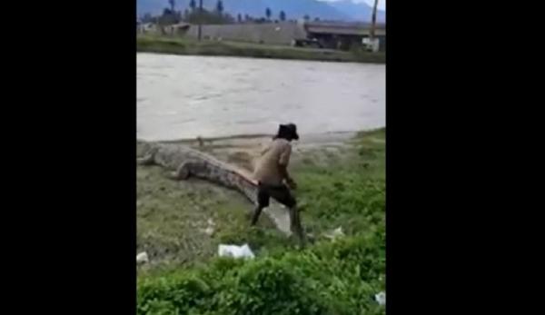 Buaya Serang Manusia Video viral buaya nyaris menerkam pria di Palu, Sulawesi Tengah. (Foto: Jemmy Hendrik)