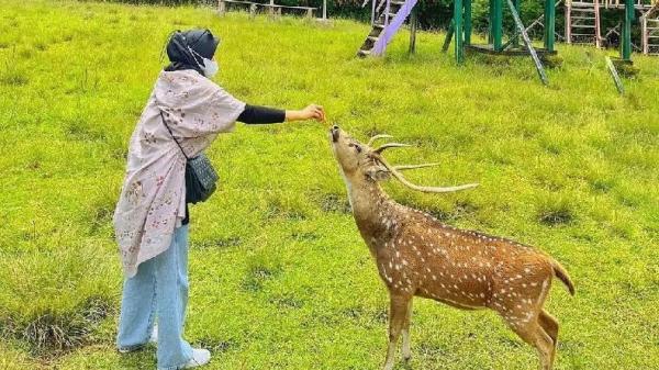PENANGKARAN RUSA PANGALENGAN Penangkaran Rusa Kertamanah Pangalengan. (FOTO: ISTIMEWA/INSTAGRAM)