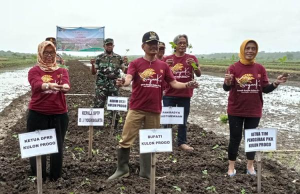 Cetak 12 Hektare Sawah Surjan, Kulonprogo Kembangkan Pertanian dan Agroedu Wisata