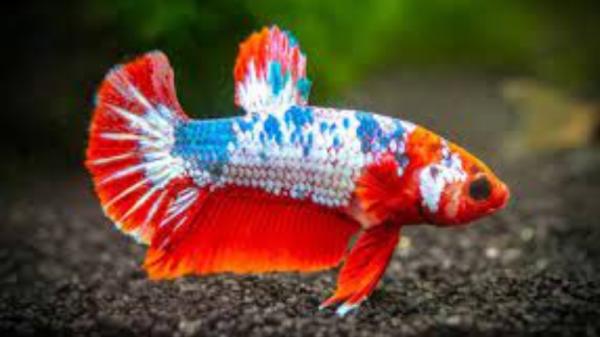 Cupang fancy (Foto: GDM)