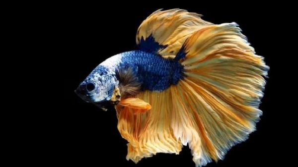 Cupang halfmoon Cupang halfmoon (Foto: GDM)