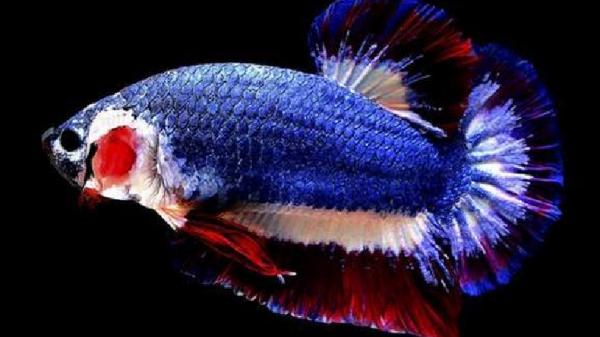 Cupang kachen worachai (Foto: Dunia Hewan)