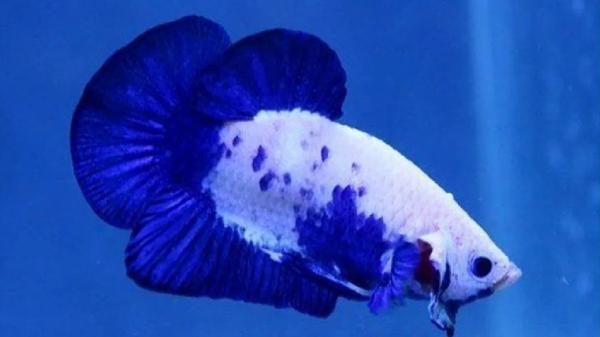 Cupang plakat Cupang plakat (Foto: GDM)