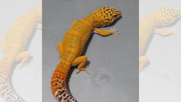 Giant Gecko (Foto: BigGo)