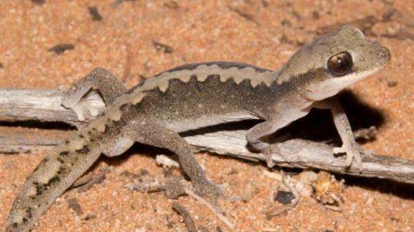 Stone Geckko (Foto: Istimewa)