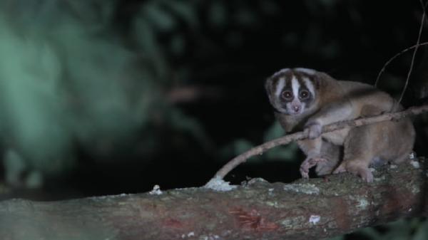 Penampakan satwa langka dilindungi Kukang Jawa di Kabupaten Garut, Provinsi Jawa Barat. (Foto: Istimewa)