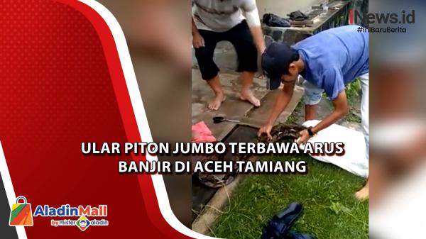 Ular Piton Jumbo dan Kura-kura yang Terbawa Arus Banjir di Aceh Tamiang, Begini Penampakannya