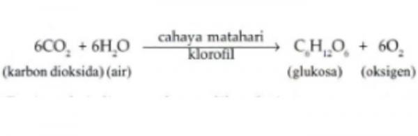 Rumus Fotosintesis Rumus Fotosintesis (Freepik)