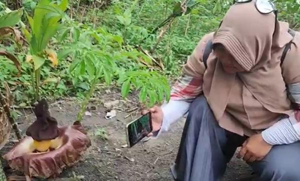 Bunga Bangkai Bangka Bunga Bangkai jadi tontonan warga. (Foto: Haryanto)