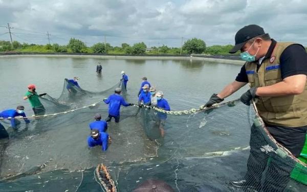 Panen udang Gubernur Sumsel Herman Deru menghadiri panen udang di Sungai Menang, OKI. (Foto: Antara)