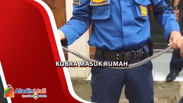 Kobra Masuk Rumah di Kota Cirebon Dievakuasi Petugas