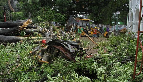 Hujan Deras, Pohon Tumbang Timpa Warung di Jagakarsa Jaksel