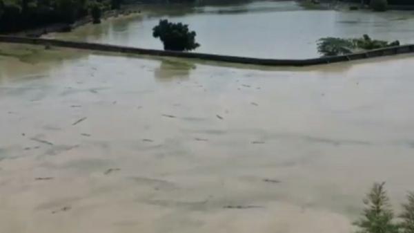 Penangkaran Buaya Falldy Peka 2 Tembok tempat penangkaran buaya di lahan seluas 20 hektare di Batubara, Sumatera Utara jebol diterjang banjir. (Foto: Faldy Pelka).