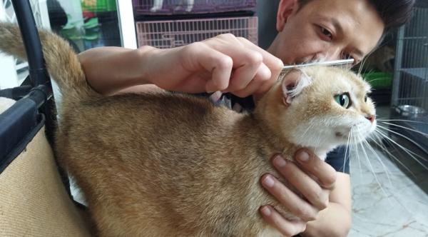 Wow, Kucing Sultan di Malang Ini Harganya Lebih Mahal dari Sepeda Motor 