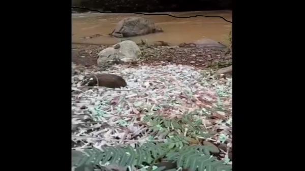 Cirebon Heboh, Limbah Medis Berserakan di Sungai, Ada Suntikan Bekas Masih Berdarah 