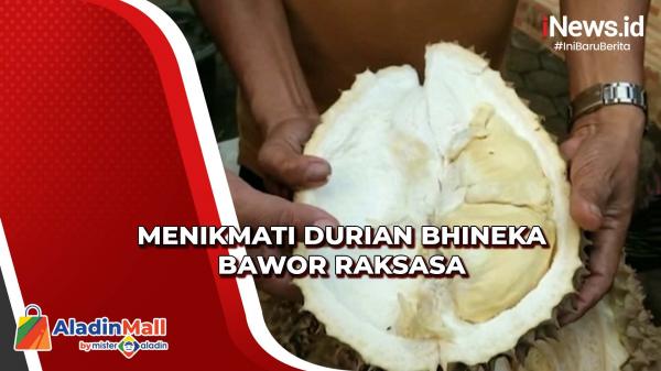 Sensasi Menikmati Durian Bhineka Bawor Raksasa dari Kebun Langsung