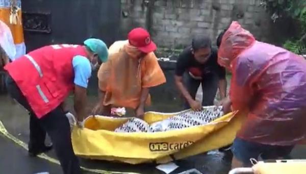 Pria tewas di aliran sungai dievakuasi ke RS Sanjiwani, Gianyar. (Foto: Ketut Catur Kusumaningrat)