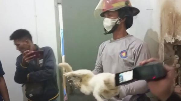 Petugas damkar Kota Padang mengevakuasi kucing yang terjepit tembok selama dua hari (Budi Sunandar/MNC Portal)