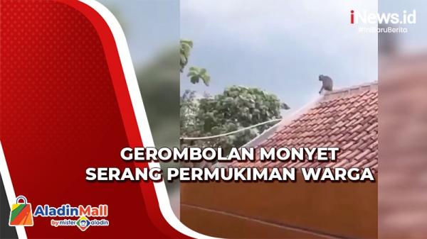 Permukiman Warga Bandung Diserang Monyet Liar