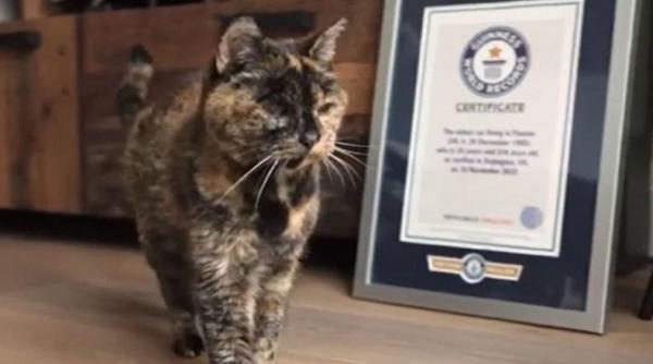 Kenalan dengan Flossie, Kucing Tertua di Dunia yang Umurnya Setara 120 Tahun Usia Manusia 
