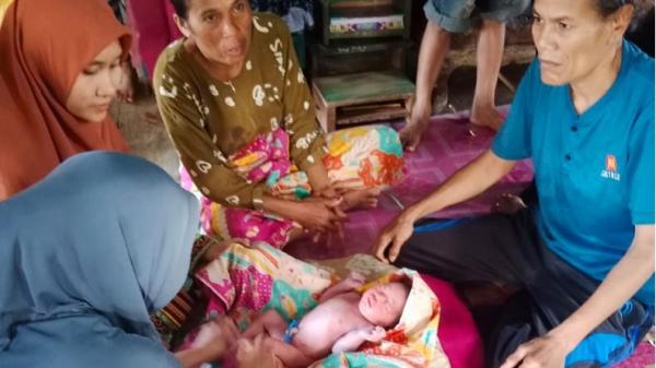 Kolaka Utara Geger Temuan Bayi Baru Lahir di Kebun Kakao, Ditutupi Daun Keladi