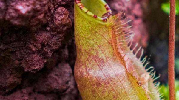 Nepenthes atau kantong semar, tumbuhan pemakan serangga (dok. Kebun Raya Bogor)