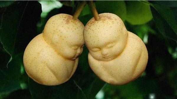 8 Buah Termahal di Dunia, Ada yang Bentuknya Mirip Patung Buddha 
