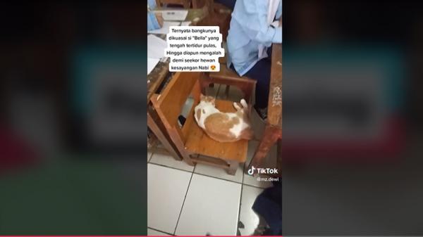 Kucing Tidur di Bangku Video yang diunggah akun @ms.dewi menampilkan seorang siswi SMP mengerjakan ujian sambil berlutut viral karena alasannya bikin terenyuh. (Foto: @ms.dewi/TikTok)