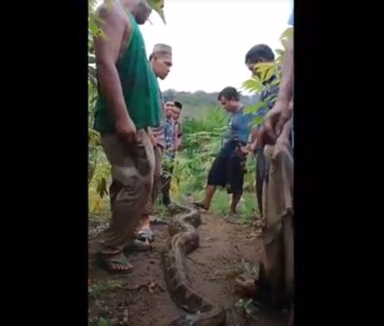 Penampakan ular piton 6 meter yang ditangkap warga Labusel. (Foto: iNews/Randi K)
