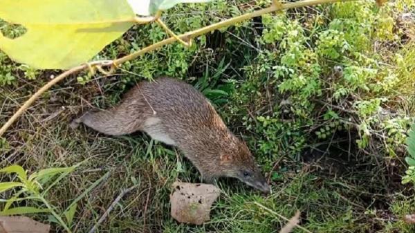 Bandekut Tikus Babi Salah Satu Hewan Endemik Papua