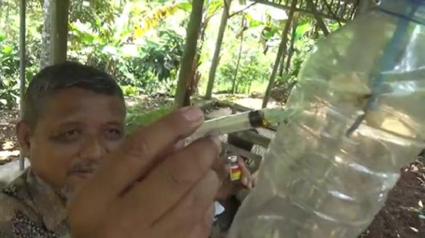 Samsiran, petani durian di Jombang menyuntikkan cairan petrogenol dalam perangkap. (Foto: iNews.id/Mukhtar Bagus).