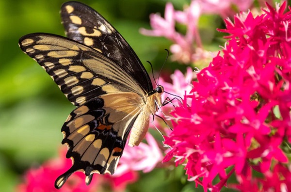 Daur Hidup Kupu-kupu Daur Hidup Kupu-kupu