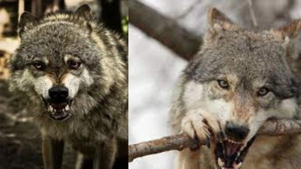 5 Hewan Aneh akibat Radiasi di Chernobyl, Ada Sapi yang Menghasilkan Susu Beracun