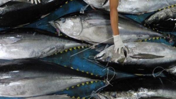 Daerah Penghasil Ikan Terbesar Di Indonesia Ada Yang Dikirim Ke Luar Negeri 