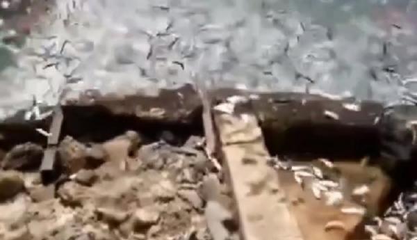 Fenomena Ribuan Ikan Berlompatan di Kepulauan Seribu, Ini Penyebabnya