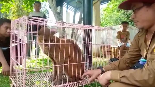 Kucing emas-1 Warga Solok, Sumatera Barat, digegerkan dengan penemuan seekor kucing emas. (Foto: Budi Sunandar/MNC Portal)