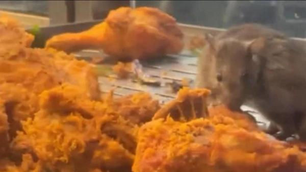 Jijik! Video Tikus Makan Ayam Goreng di Etalase Viral, Restoran Dapat Sanksi