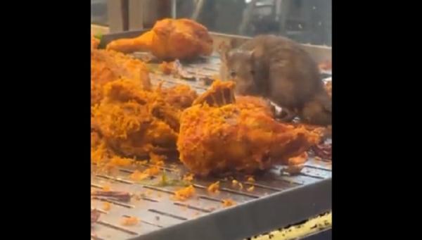 Tangkapan layar tikus makan ayam goreng di kedai makanan. (Twitter @zoeyhanafiah)