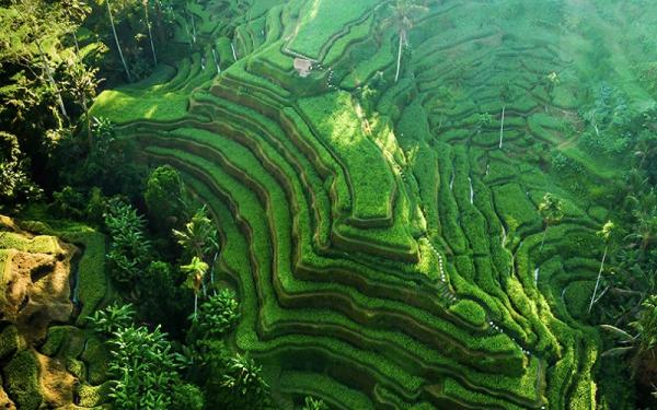 Terasering di Ubud Bali. (Foto: Wonderful Indonesia/Kemenparekraf)