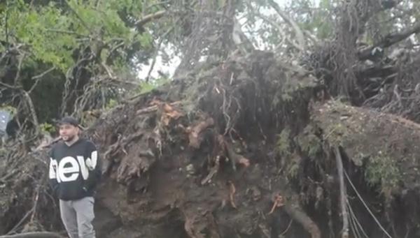 Akar pohon beringin di Atambua yang tumbang, Jumat (30/12/2022). (Foto: Stefanus Dile Payong)