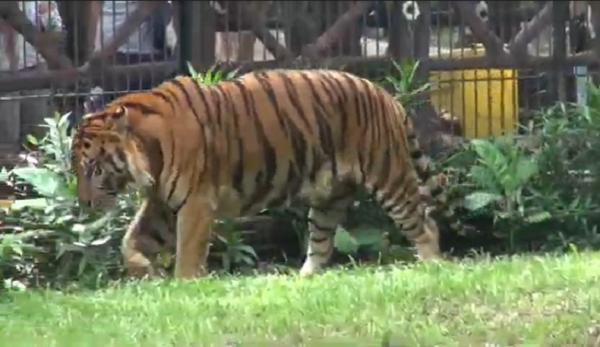 Tahun Baru, Kebun Binatang Surabaya Kenalkan Sepasang Harimau Benggala