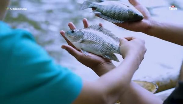 Ikan nila kekar di tempat budi daya milik Rifqi Abdul Roif. (Foto: YouTube CapCapung)