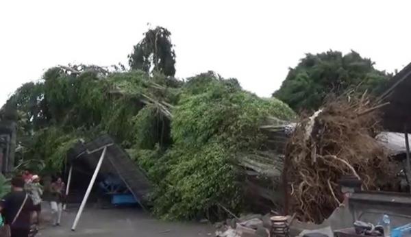 Pohon Beringin Tumbang Pohon beringin tumbang di kawasan Pasar Agung Peguyangan, Denpasar tumbang. (Foto: Indira Arri)
