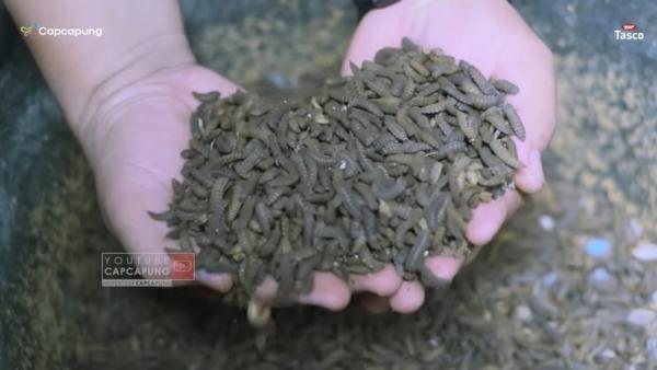 Aminudi berhasil budi daya maggot dari Lalat tentara hitam. (Foto: YouTube CapCapung)