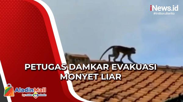 Resahkan Warga, Petugas Damkar Berhasil Evakuasi Monyet Liar di Ciracas