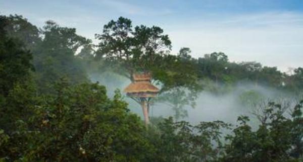Fakta Menarik Rumah Pohon Paling Tinggi di Dunia Mencapai 50 Meter